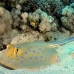 ray_bluespotted_tob_h_0023_egy0036.jpg